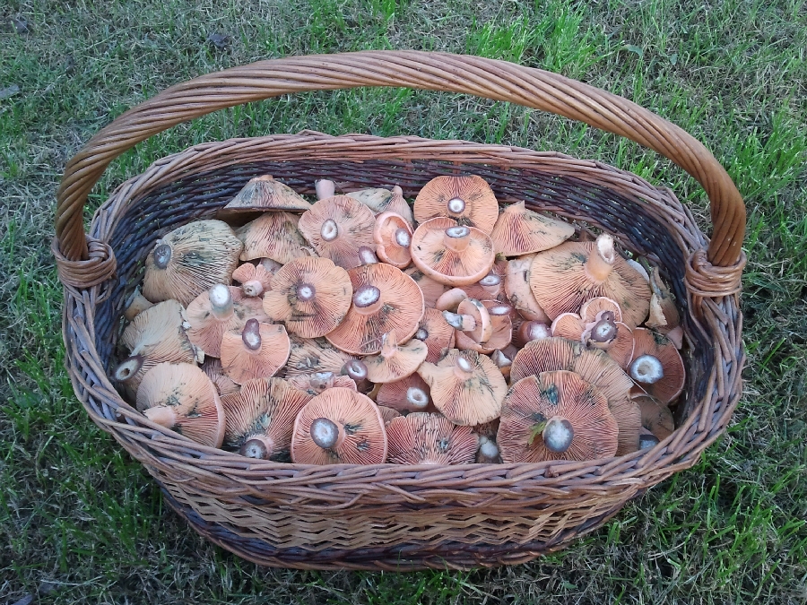 funghi porcini Umbria Tua