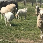 Capre, pecore e agnelli in agriturismo a Bettona vicino Assisi