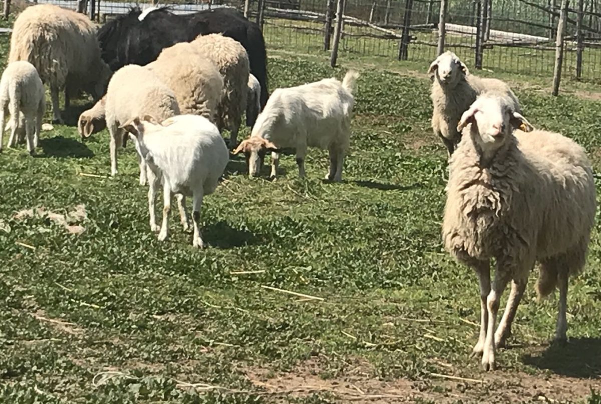 Capre, pecore e agnelli in agriturismo a Bettona vicino Assisi
