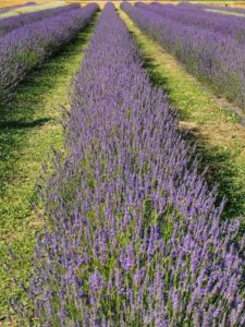 Festa della Lavanda al Lavandeto di Assisi