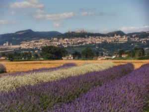 Assisi e la Festa della Lavanda