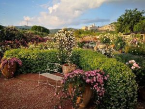 Festa delle salvie e del Giardino al Lavandeto di Assisi